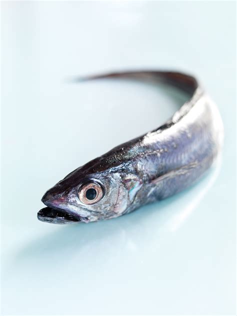 hoki fish|Blue Grenadier .